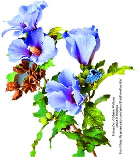 鲜花装饰
