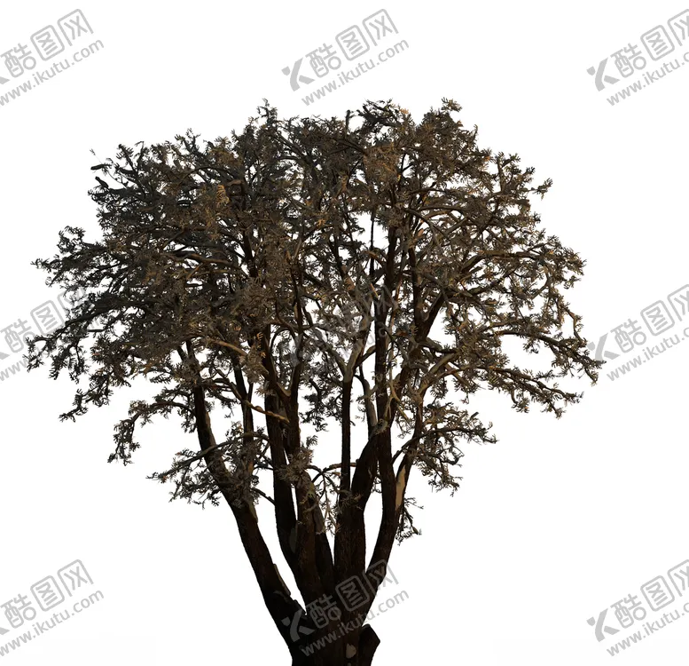 编号：17242909122056024397【酷图网】源文件下载-树木