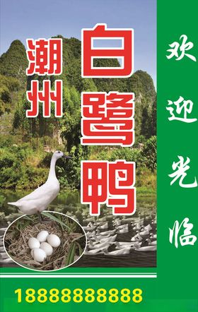 白鹭鸭广告