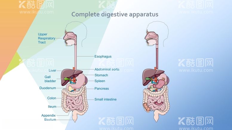编号：97131212200710515322【酷图网】源文件下载-消化系统