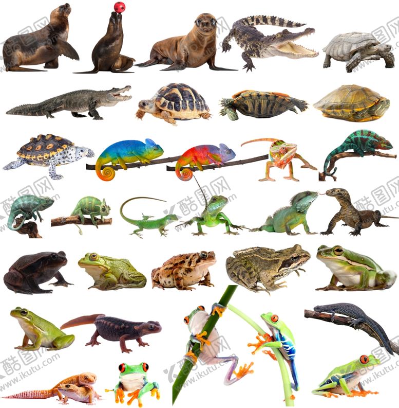 编号：76121209261034564102【酷图网】源文件下载-两栖动物野生免抠素材