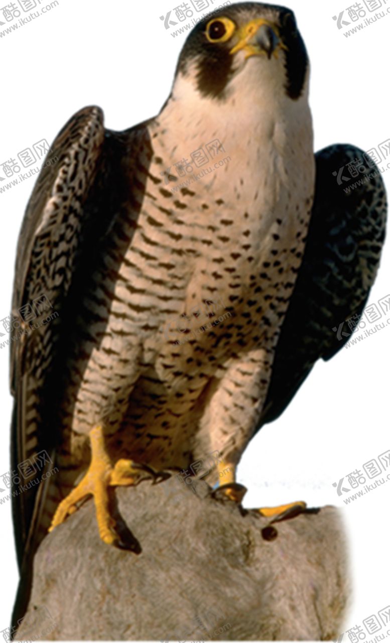 编号：87315309242328027237【酷图网】源文件下载-老鹰