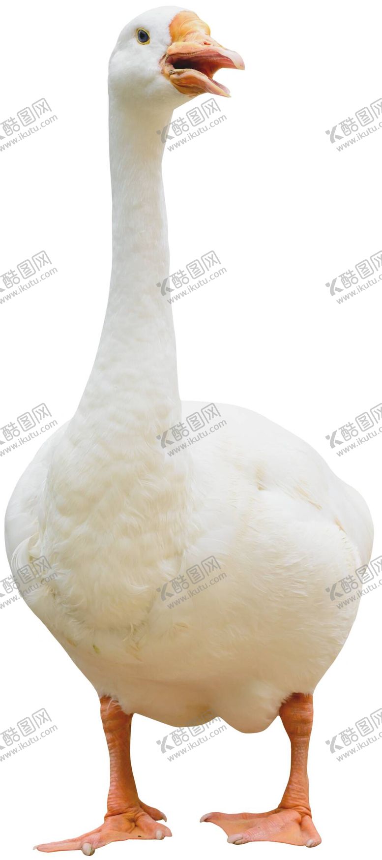 编号：11886310180316547673【酷图网】源文件下载-鹅