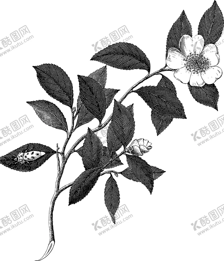 编号：64226603251455124319【酷图网】源文件下载-白描植物