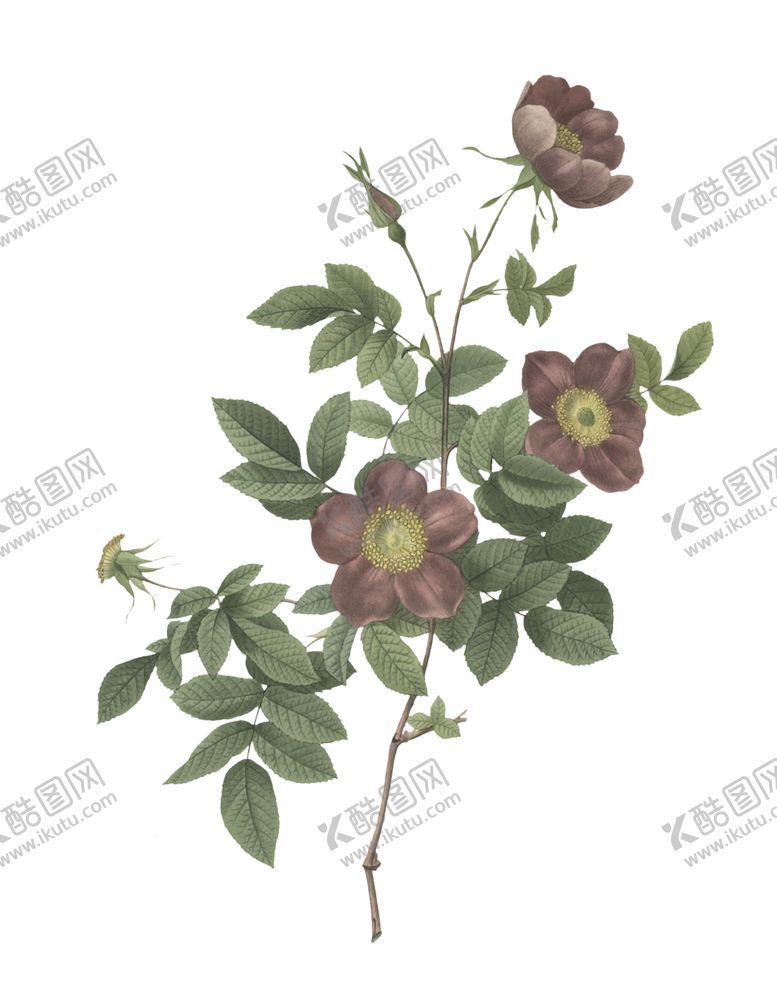 编号：25882810040939525219【酷图网】源文件下载-纹身素材