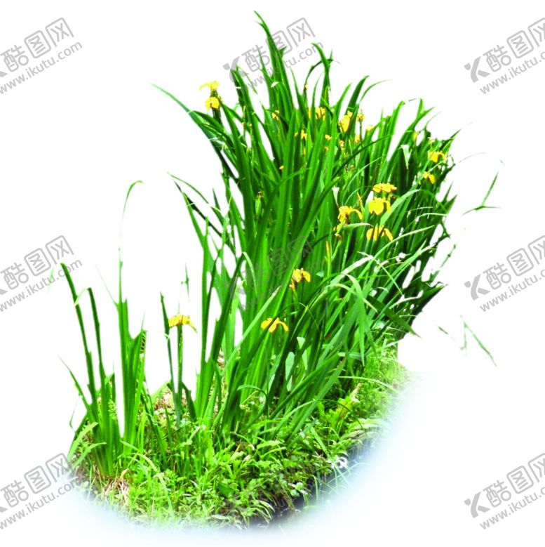 编号：66119310031605598895【酷图网】源文件下载-水草类