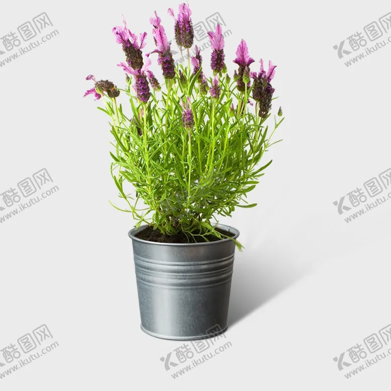 编号：22817901280919124862【酷图网】源文件下载-花花PNG设计素材