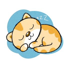 睡觉的小猫