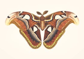蝴蝶