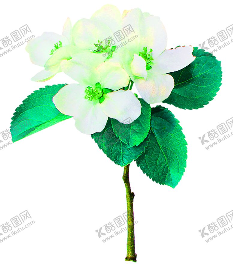 编号：62506709291413023812【酷图网】源文件下载-花素材