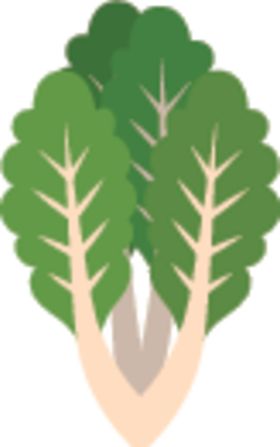 生菜