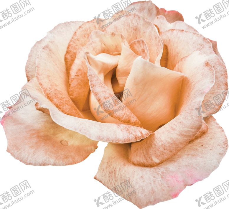 编号：41616210010924061839【酷图网】源文件下载-欧式复古花朵装饰