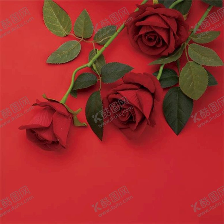 编号：42301910181555511866【酷图网】源文件下载-情人节玫瑰花素材（高清）