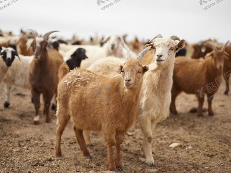编号：15922004171755597178【酷图网】源文件下载-山羊群