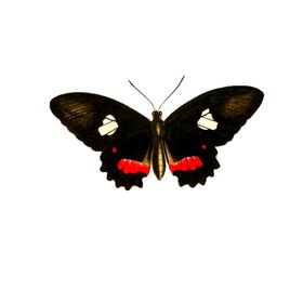 蝴蝶透明PNG免扣