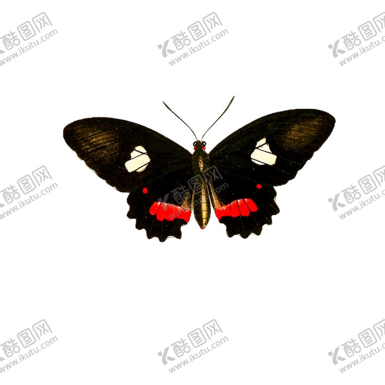 编号：96267110290142344138【酷图网】源文件下载-蝴蝶透明PNG免扣