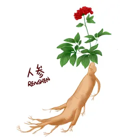 人参