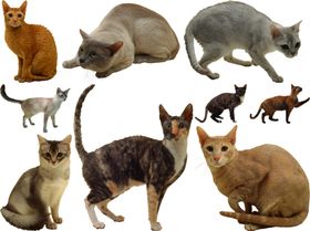 猫png免扣高清素材