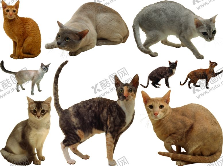 编号：85812409260819162749【酷图网】源文件下载-猫png免扣高清素材