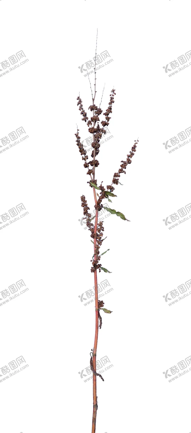 编号：61378409281332233492【酷图网】源文件下载-草