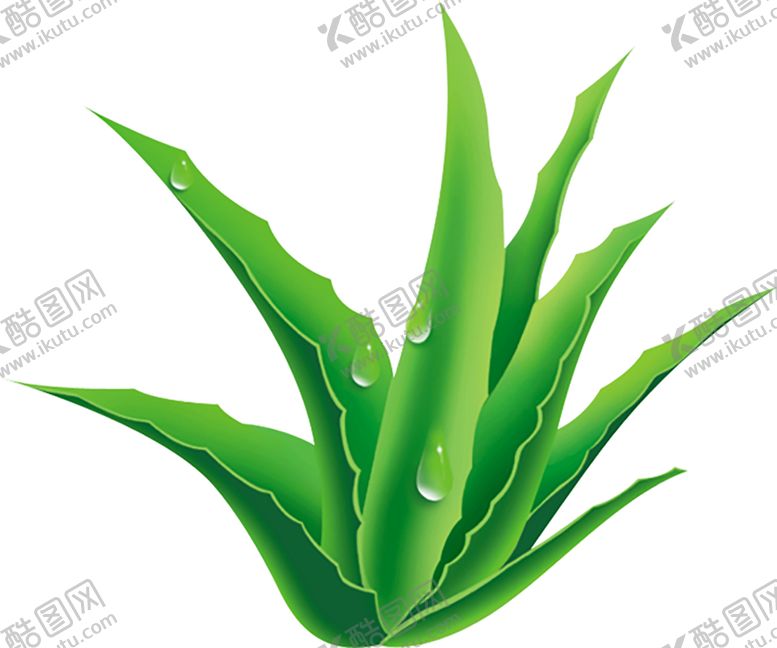 编号：94547410241936117325【酷图网】源文件下载-植物