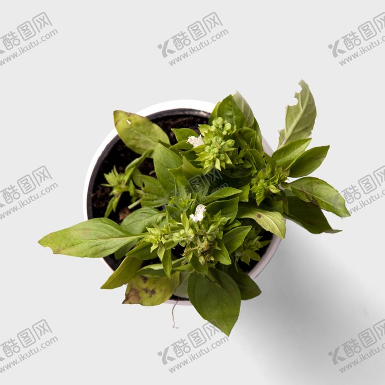 编号：59820401270228391328【酷图网】源文件下载-绿植盆栽俯视图PNG素材