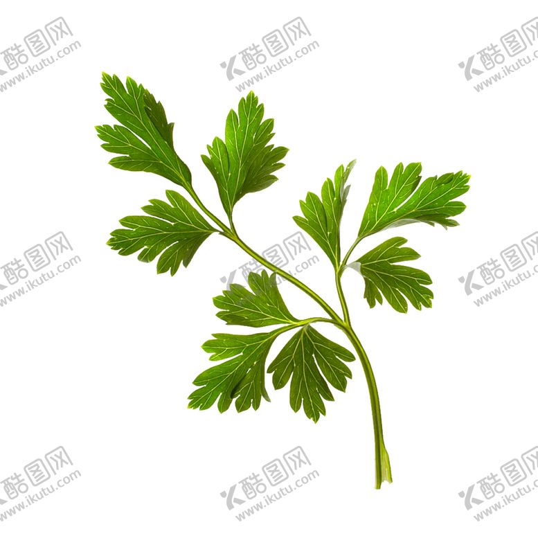 编号：40869109141505057610【酷图网】源文件下载-艾草