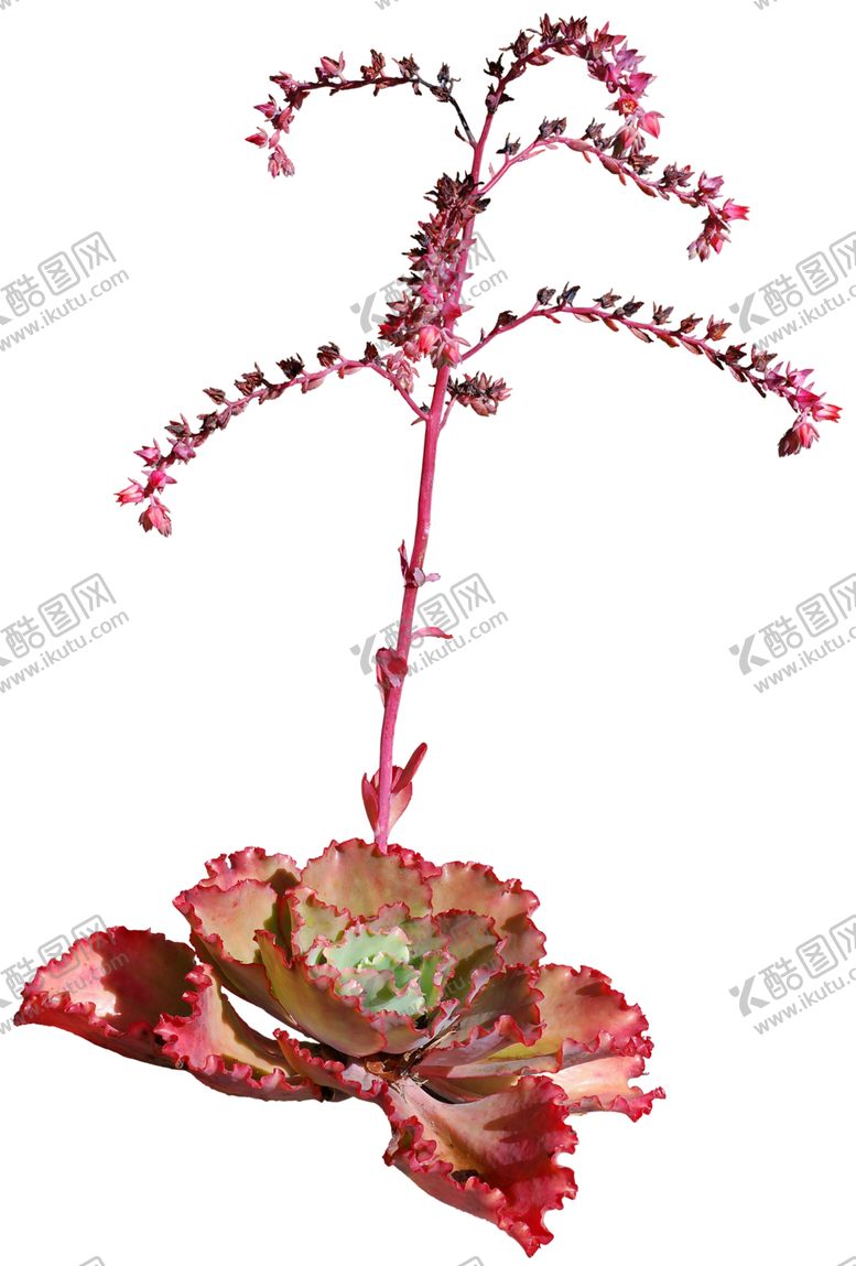 编号：47936807031811247610【酷图网】源文件下载-免扣多肉植物素材
