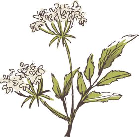 素描鲜花