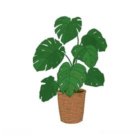 植物手绘