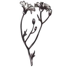 素描绘画植物花朵