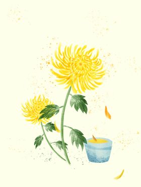 菊花包装