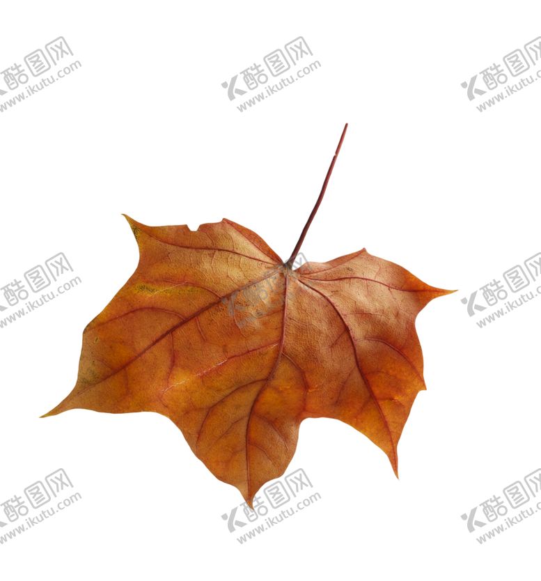 编号：14352610281418442769【酷图网】源文件下载-枫叶