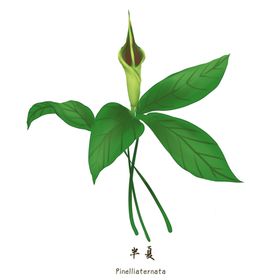 草本植物药材