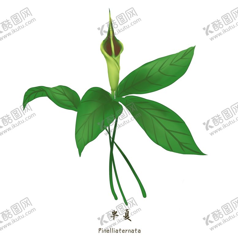编号：62375005160328521092【酷图网】源文件下载-草本植物药材