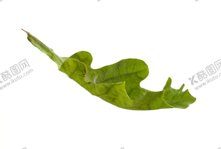 编号：25807409290325175268【酷图网】源文件下载-枫叶