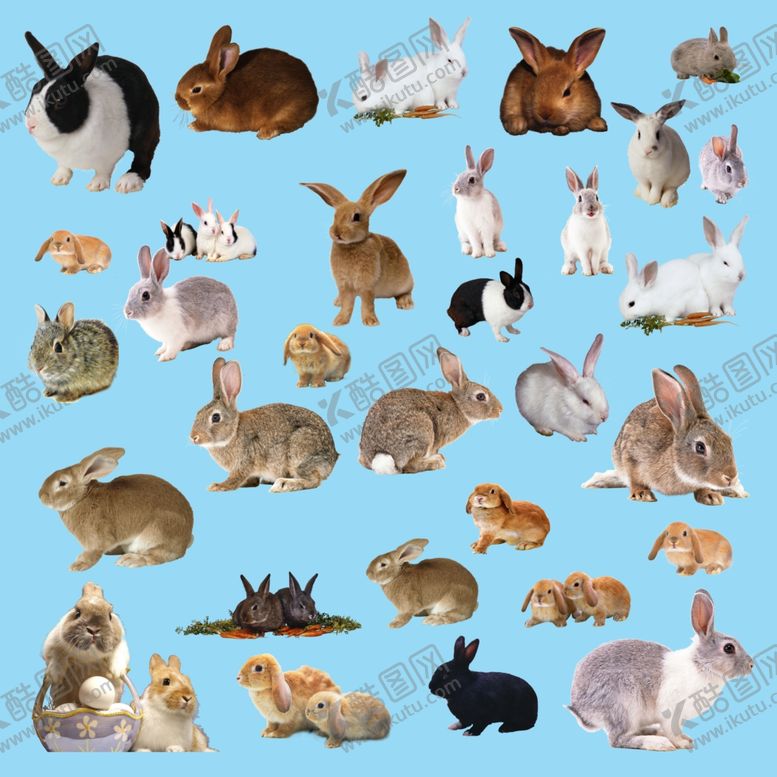 编号：76380709211041202544【酷图网】源文件下载-兔子