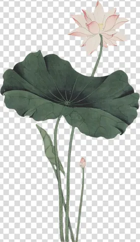荷花莲花祭祀中国风朵
