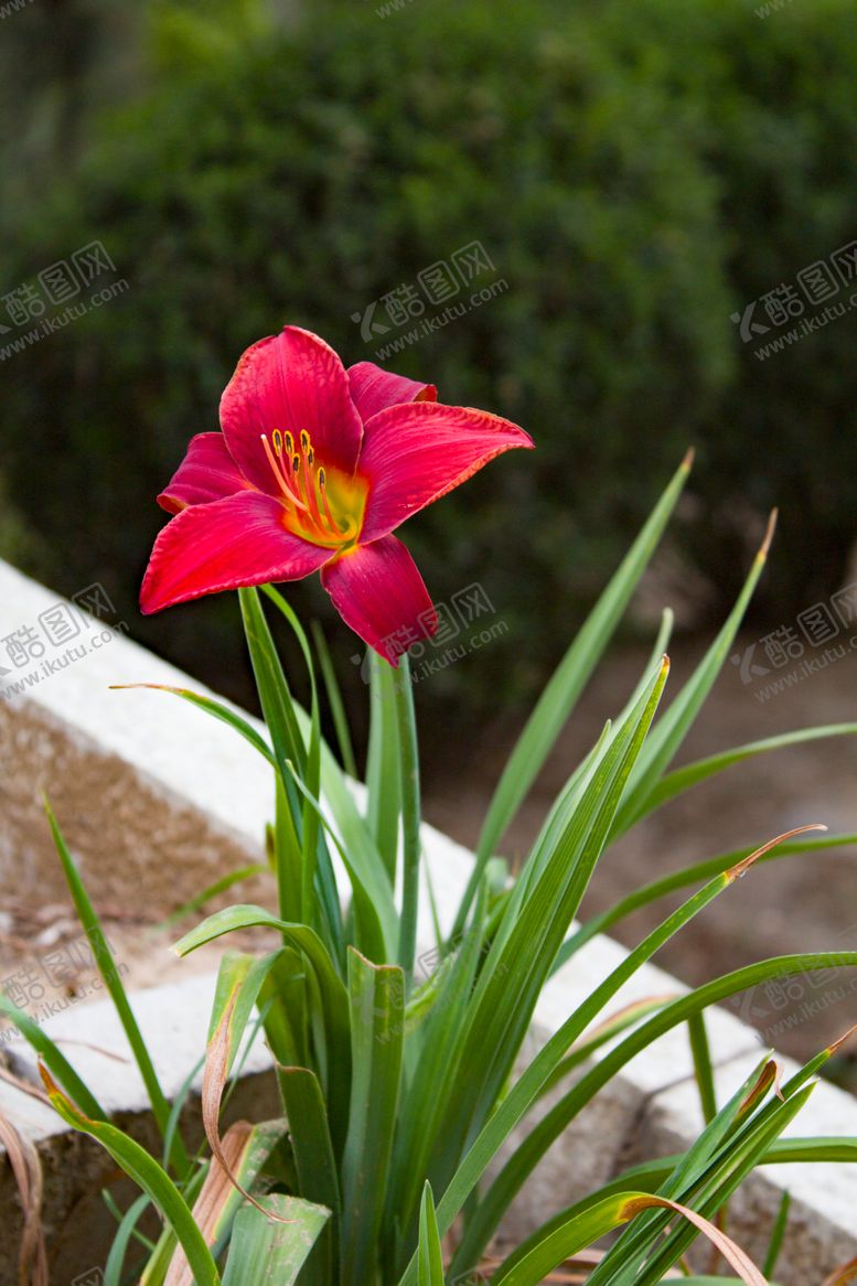 编号：37100409241114114221【酷图网】源文件下载-大花萱草