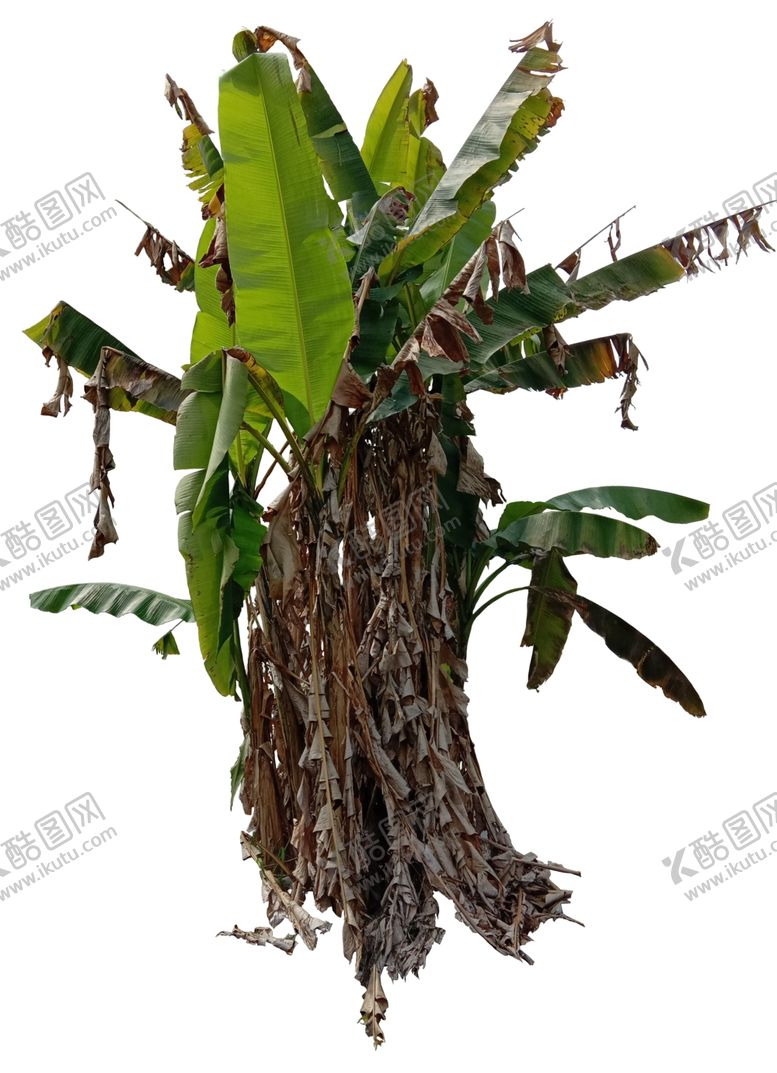 编号：70425610072244357552【酷图网】源文件下载-芭蕉树