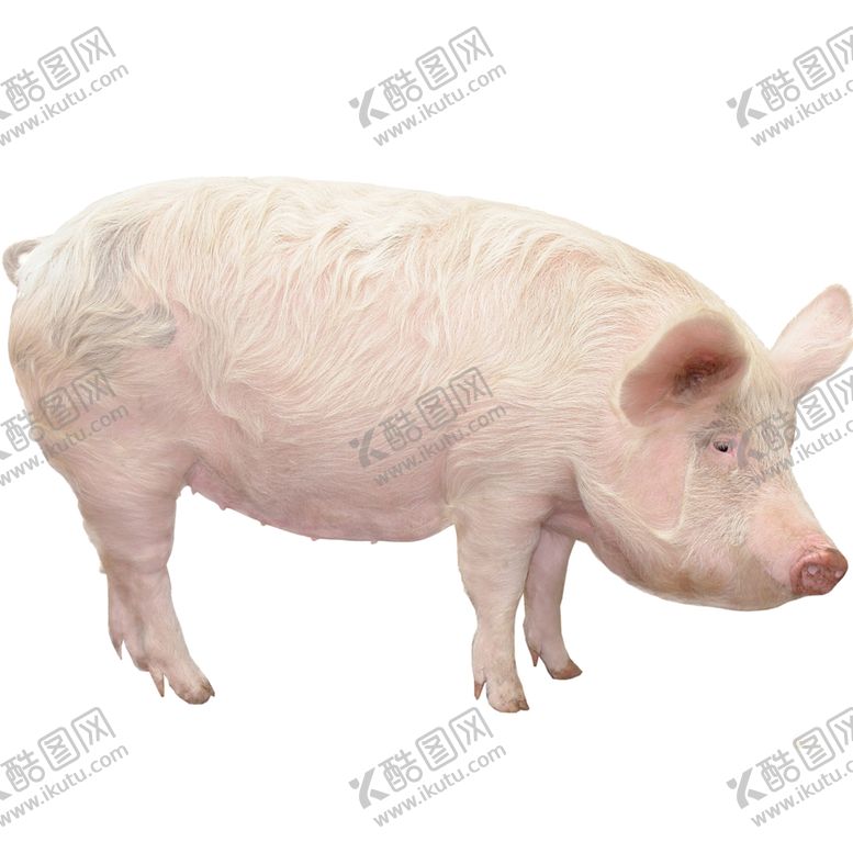 编号：93473910081005028913【酷图网】源文件下载-生猪