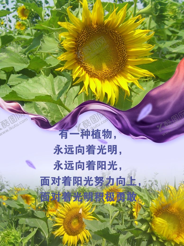 编号：21587409210233564172【酷图网】源文件下载-向日葵