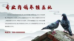 专业肉鸽养殖基地