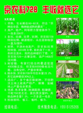 玉米种子宣传单