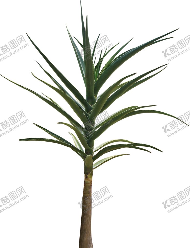 编号：81752509191355231375【酷图网】源文件下载-免扣植物素材