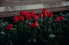 郁金香花朵花卉摄影绽放