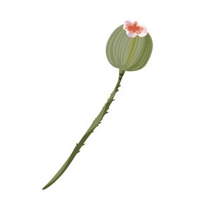 森系花枝