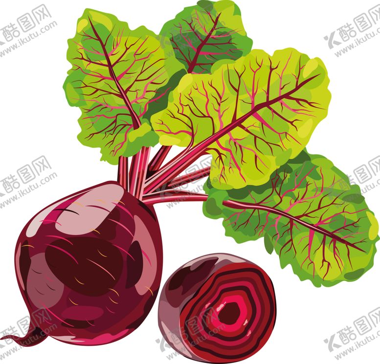 编号：80661509201532088801【酷图网】源文件下载-甜菜