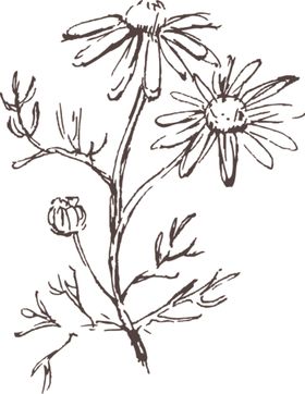素描鲜花