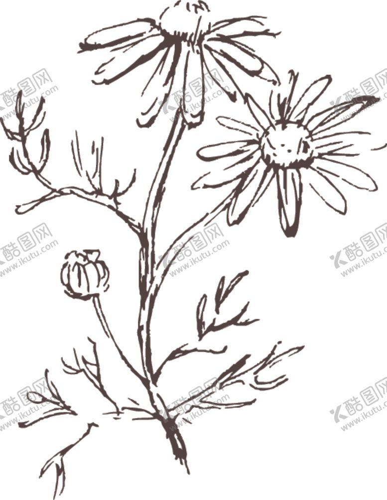 编号：37360609281716055217【酷图网】源文件下载-素描鲜花